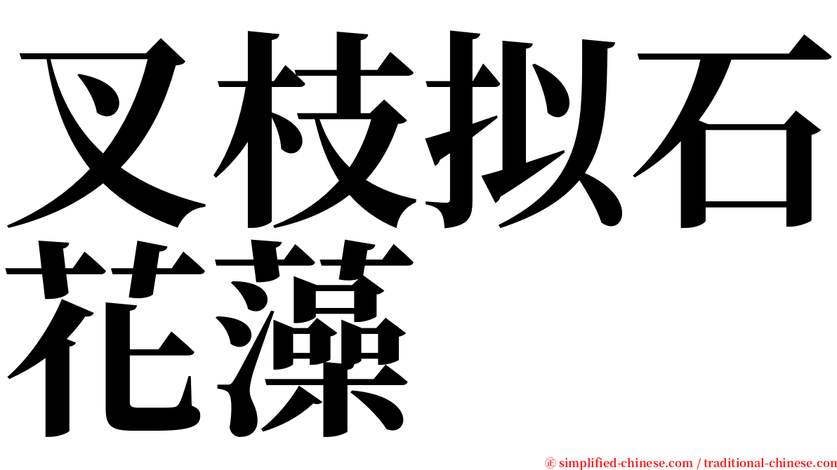 叉枝拟石花藻 serif font