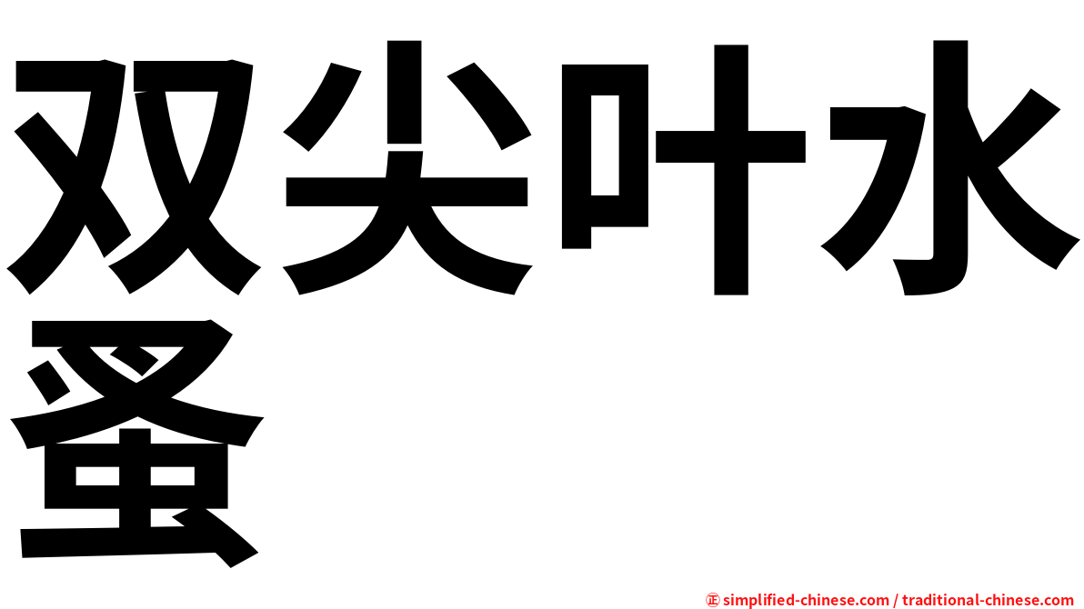 双尖叶水蚤