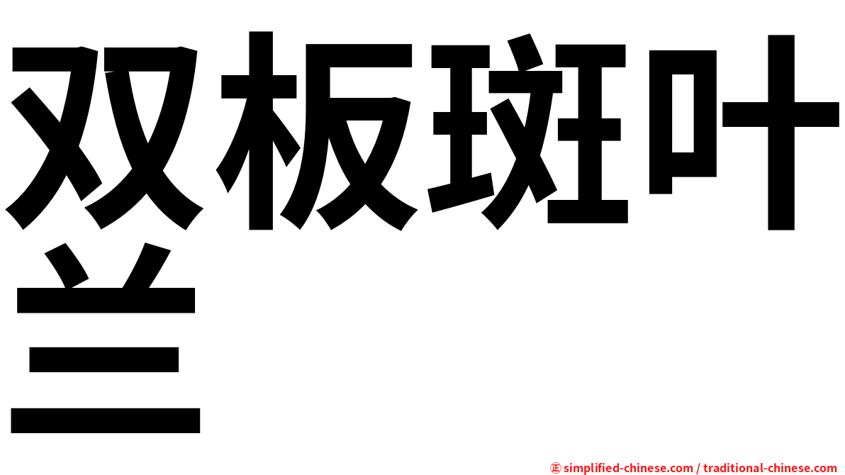 双板斑叶兰