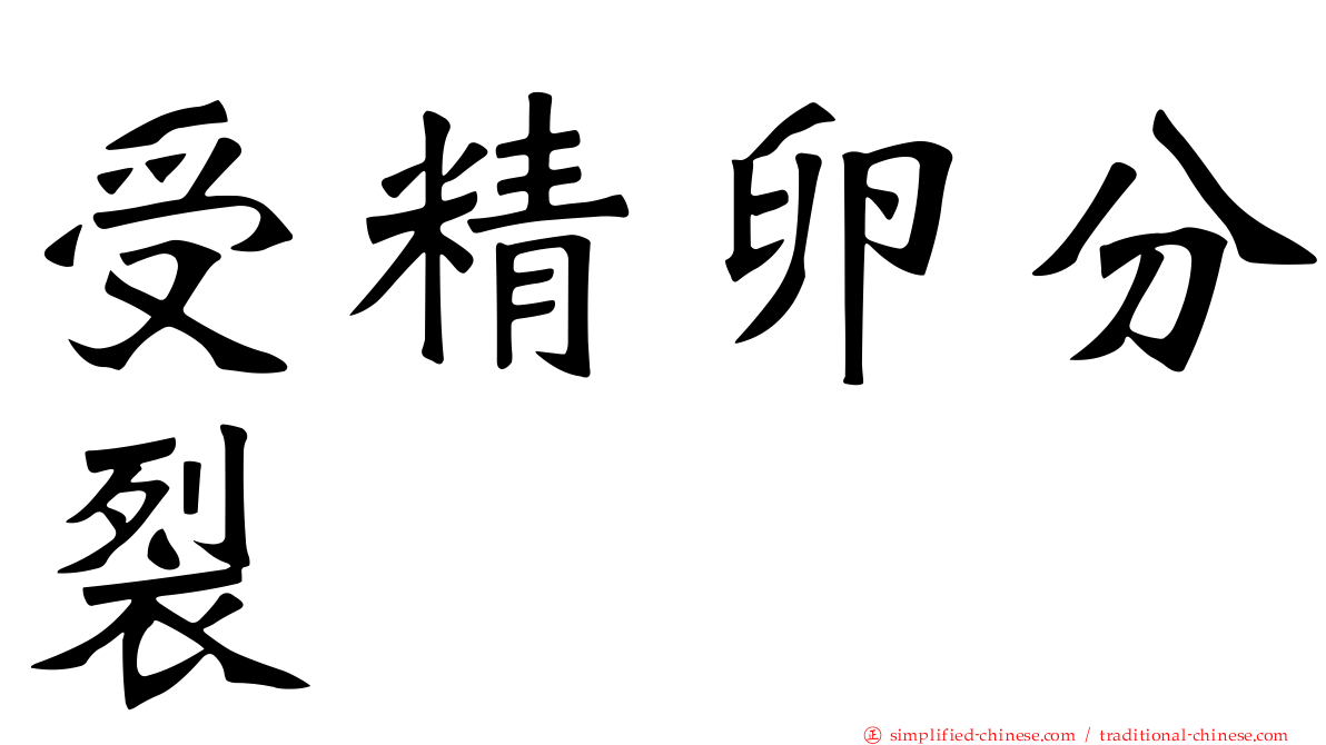 受精卵分裂