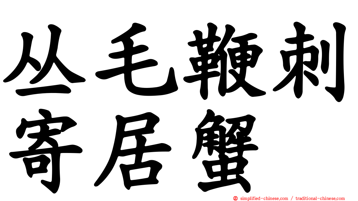 丛毛鞭刺寄居蟹