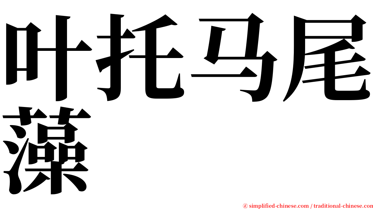 叶托马尾藻 serif font