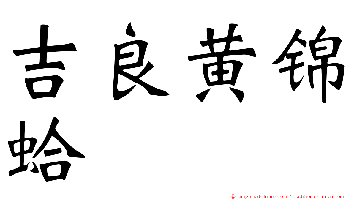 吉良黄锦蛤
