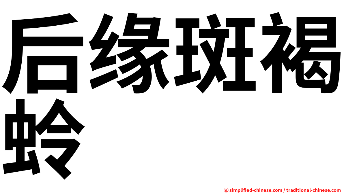 后缘斑褐蛉