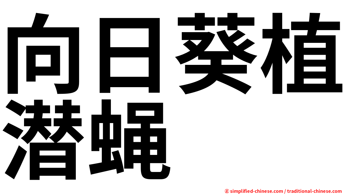 向日葵植潜蝇