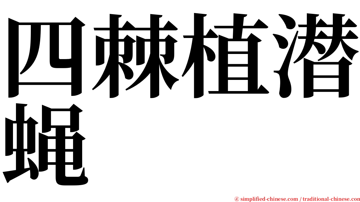 四棘植潜蝇 serif font