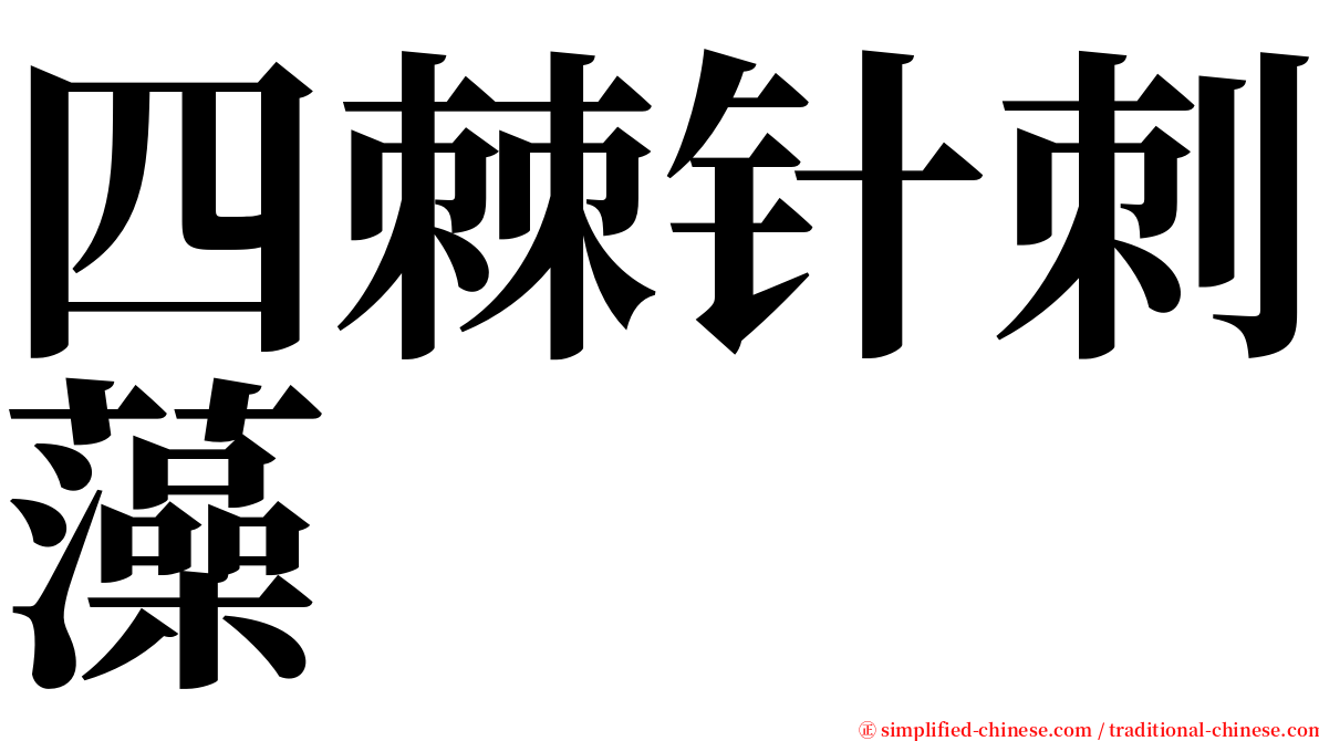 四棘针刺藻 serif font