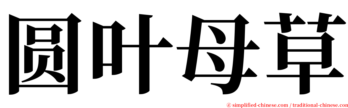 圆叶母草 serif font