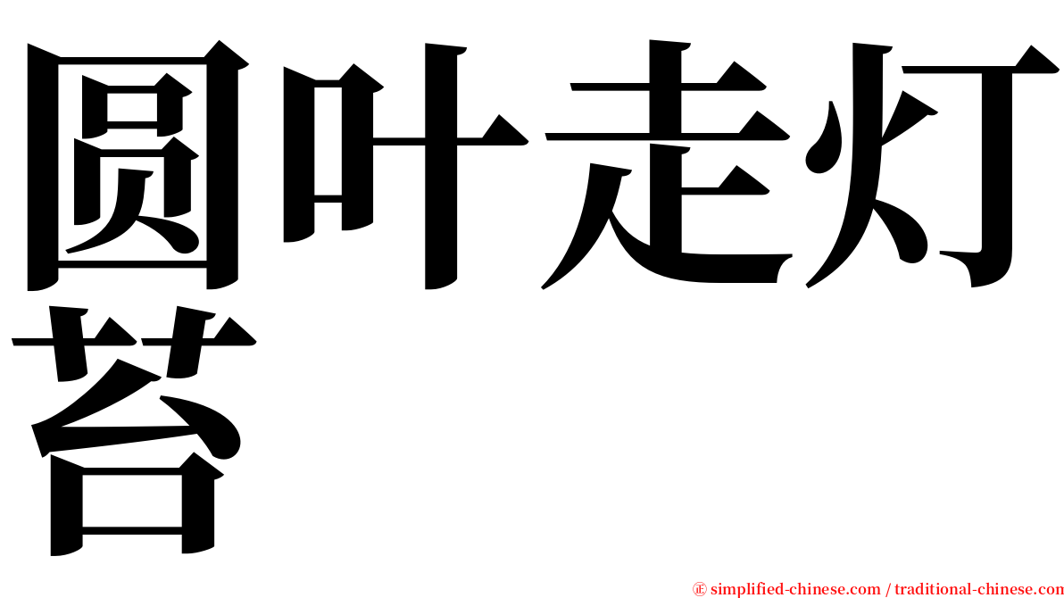 圆叶走灯苔 serif font