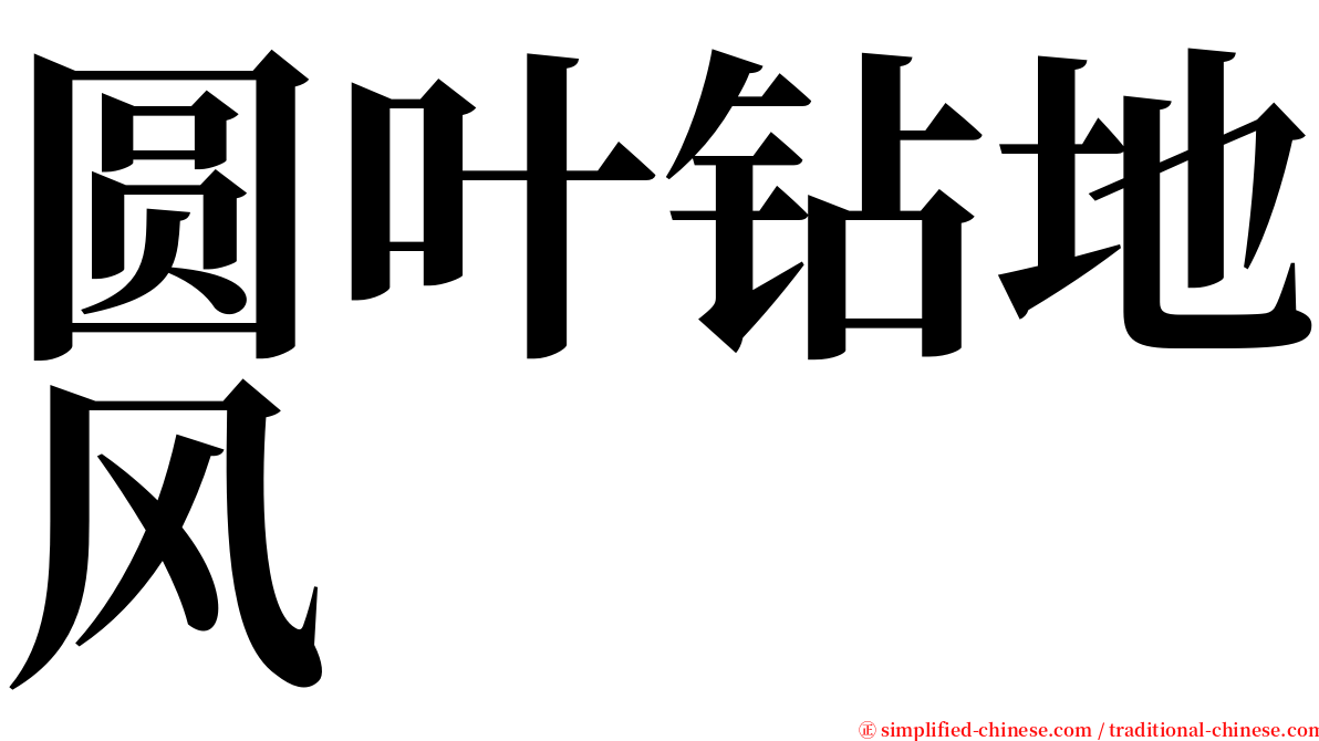圆叶钻地风 serif font
