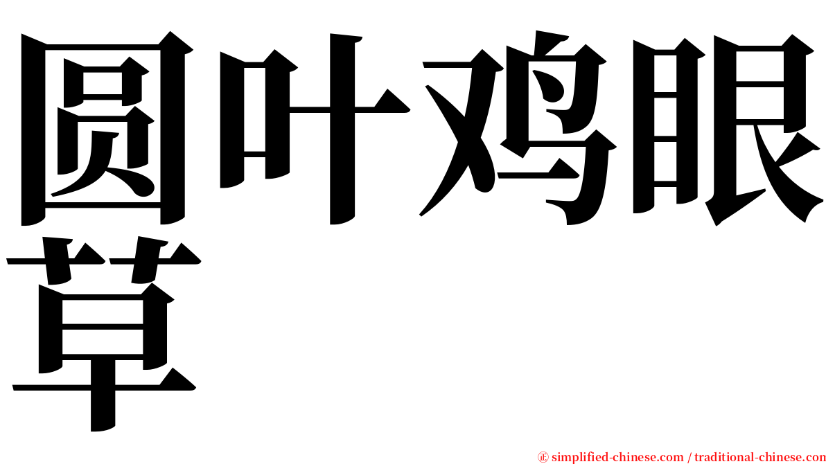 圆叶鸡眼草 serif font