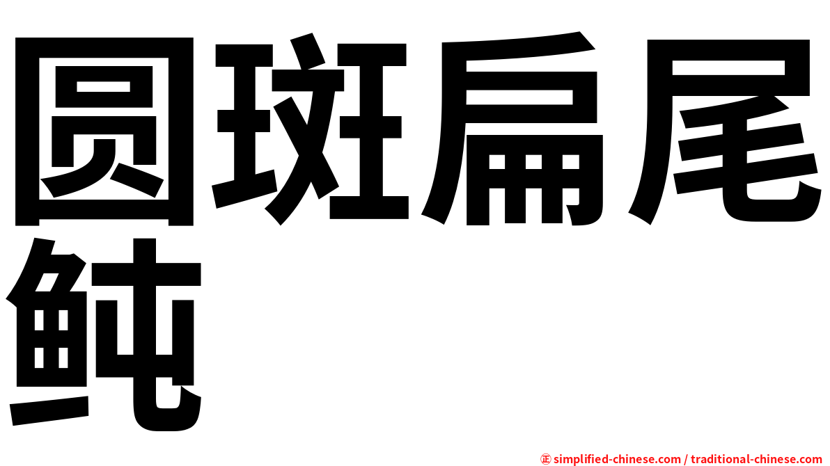 圆斑扁尾鲀