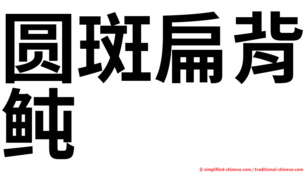圆斑扁背鲀