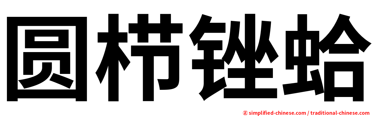 圆栉锉蛤