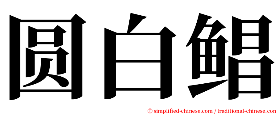 圆白鲳 serif font