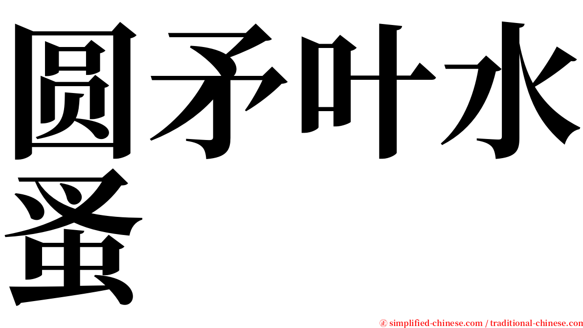 圆矛叶水蚤 serif font