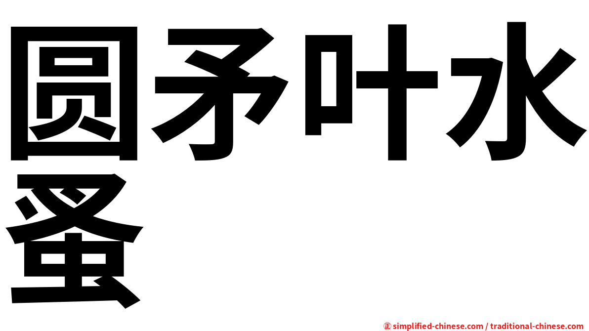 圆矛叶水蚤