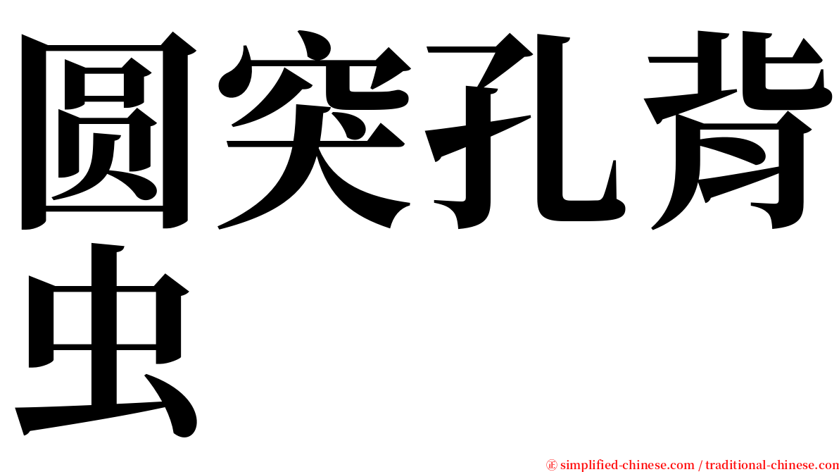圆突孔背虫 serif font