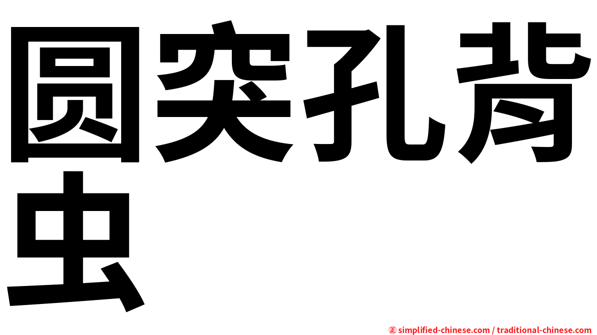 圆突孔背虫