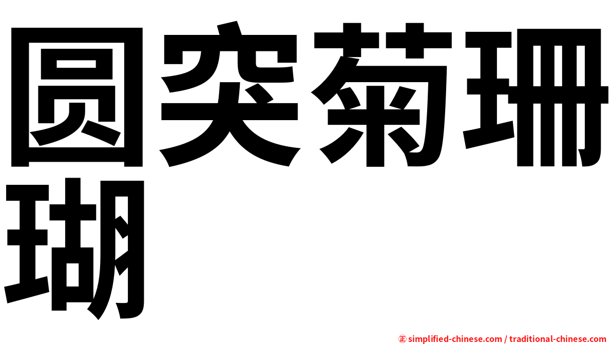 圆突菊珊瑚