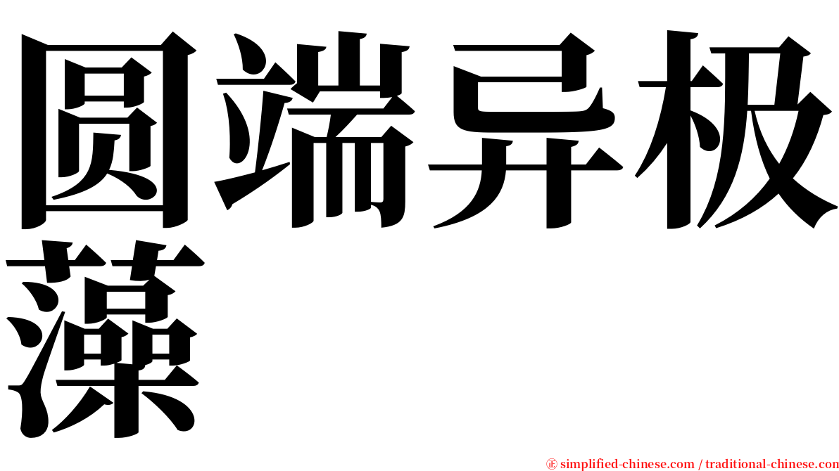 圆端异极藻 serif font