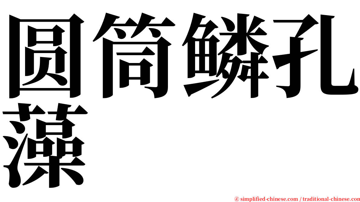 圆筒鳞孔藻 serif font