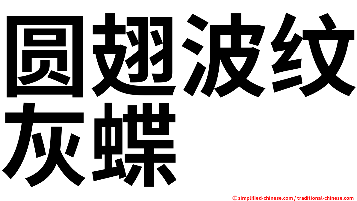 圆翅波纹灰蝶