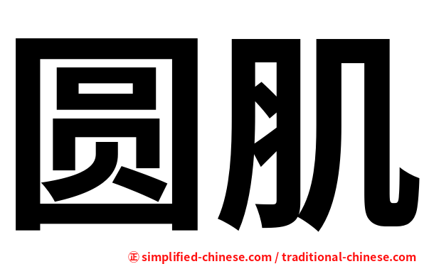 圆肌