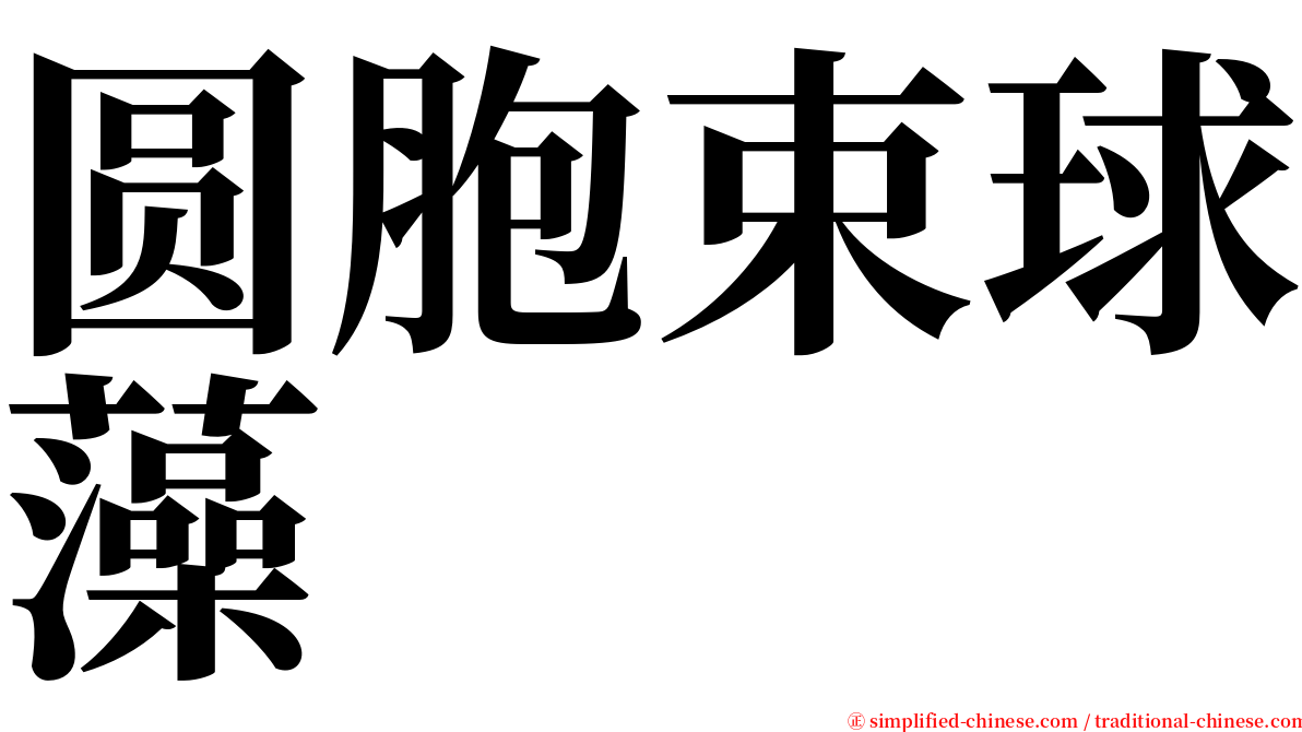 圆胞束球藻 serif font