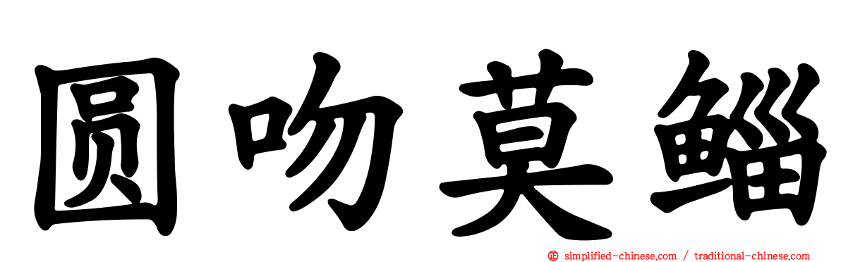 圆吻莫鲻