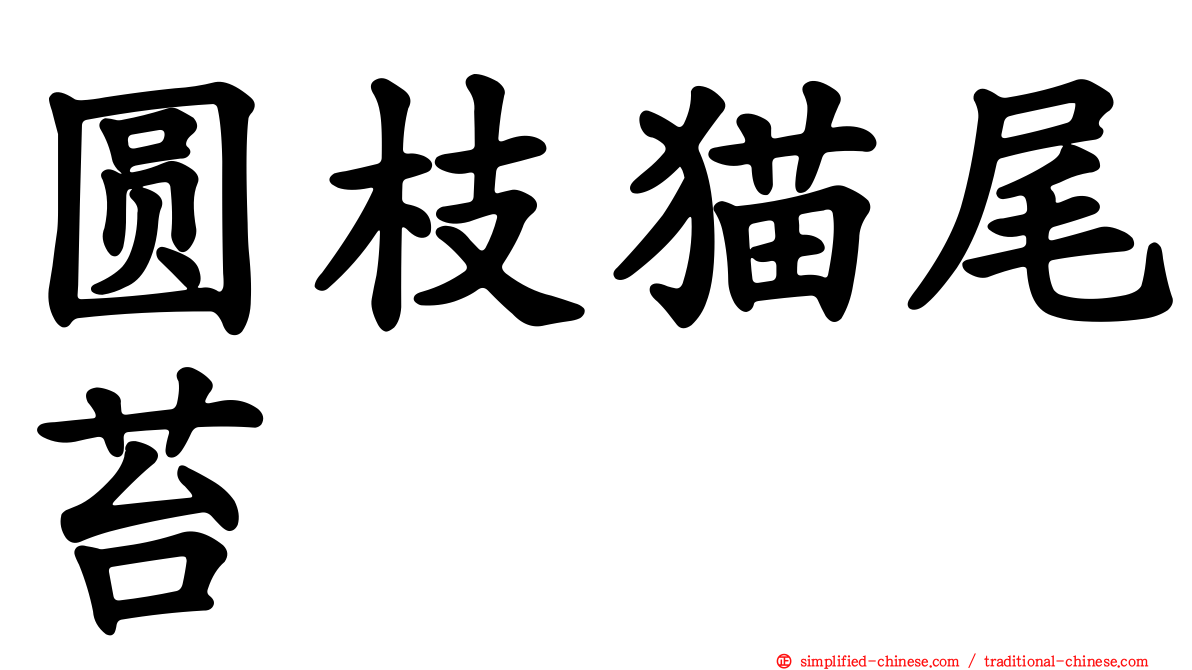 圆枝猫尾苔