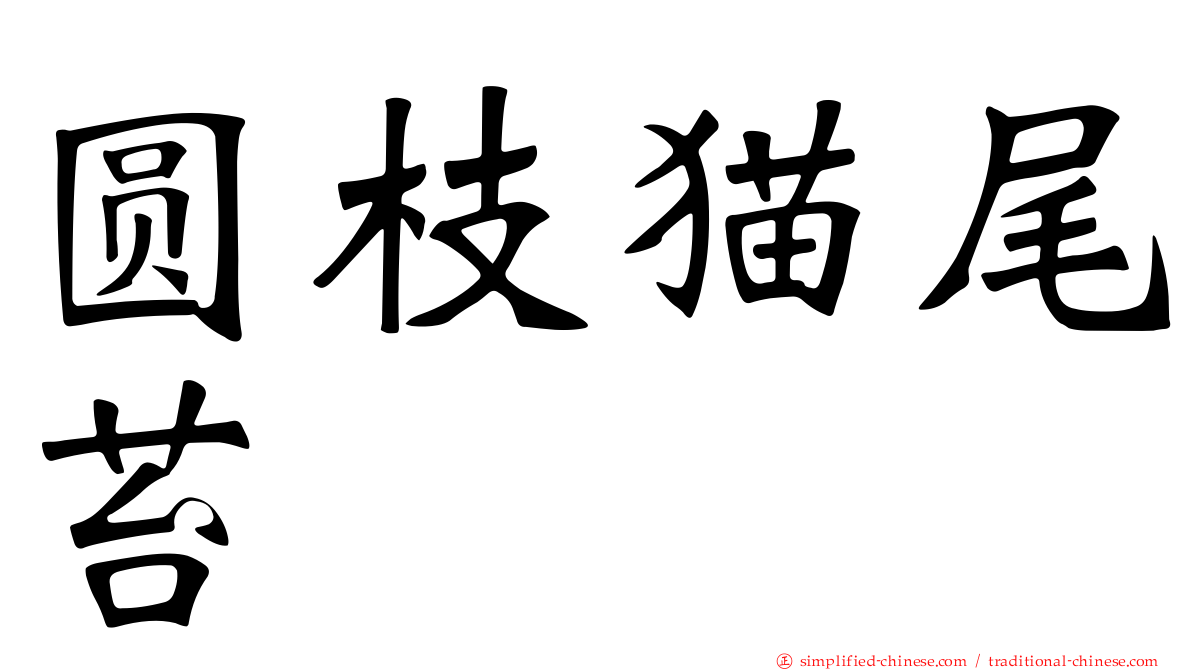圆枝猫尾苔