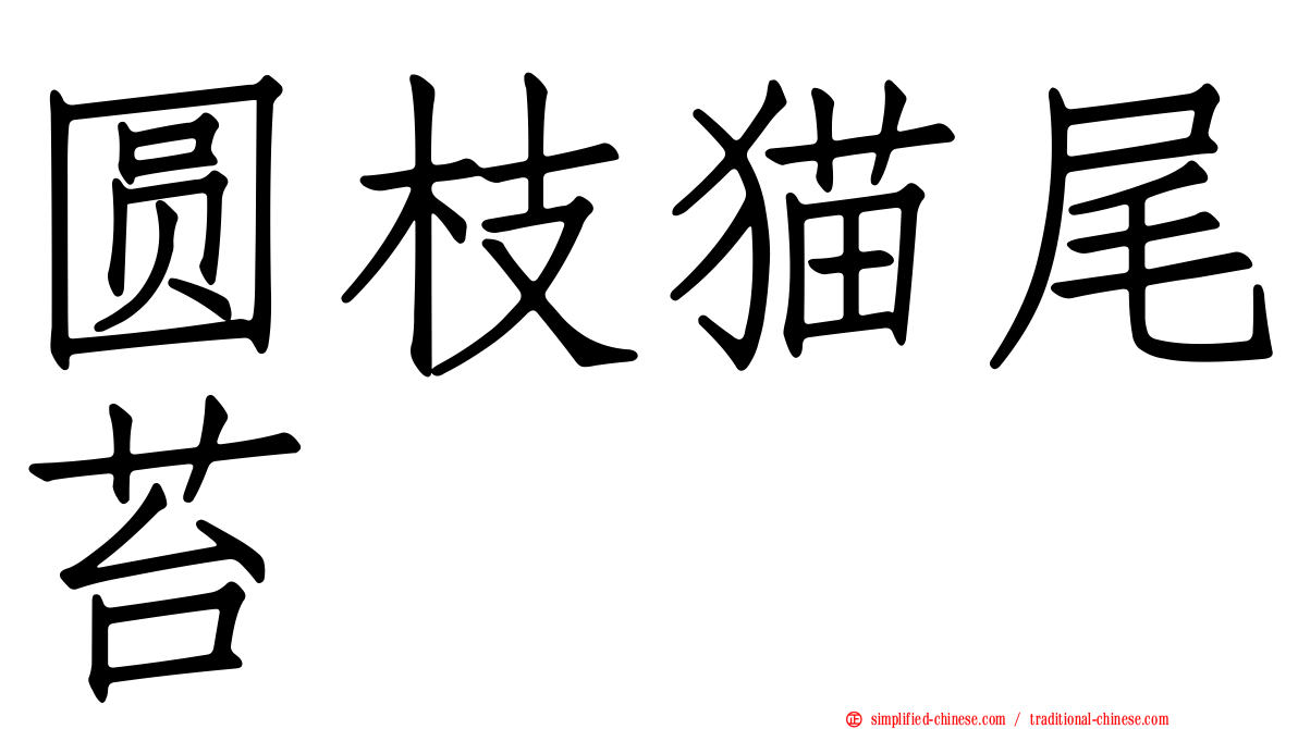 圆枝猫尾苔