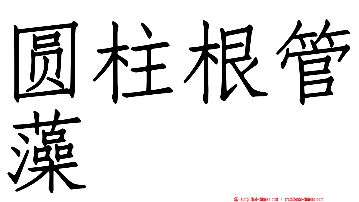 圆柱根管藻