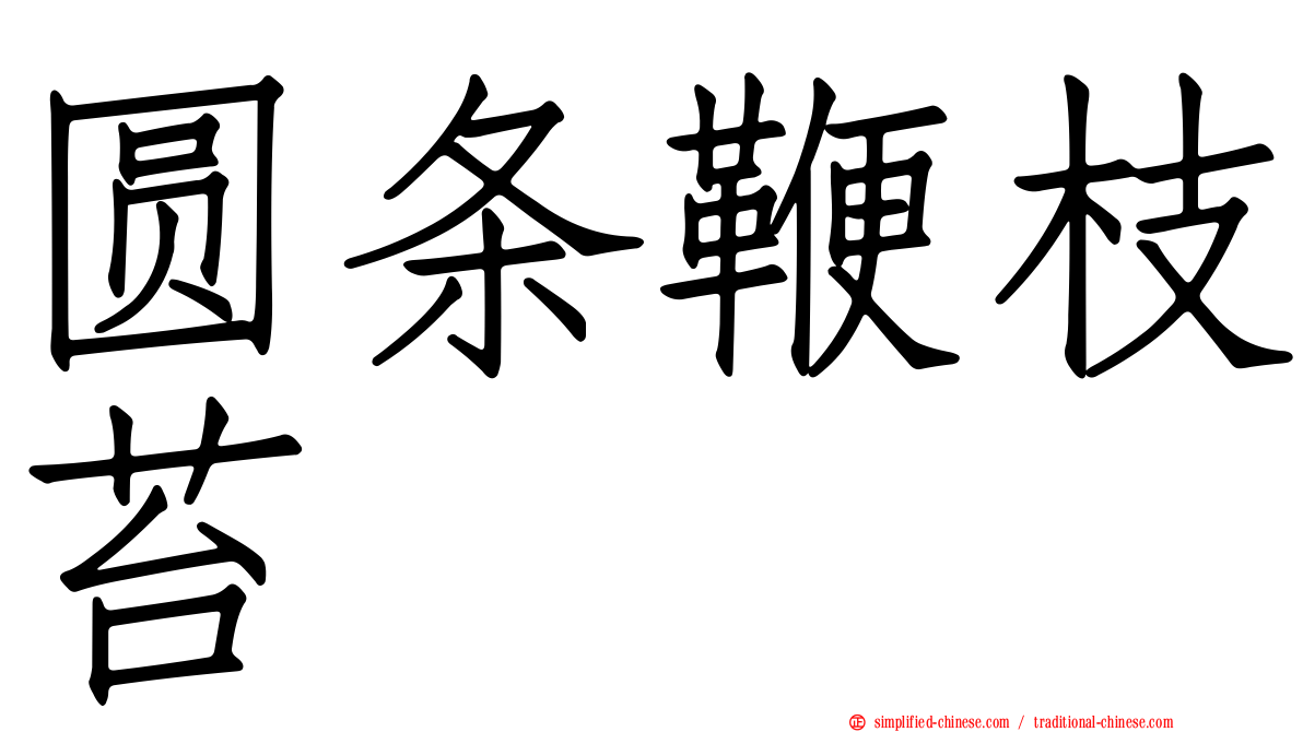 圆条鞭枝苔
