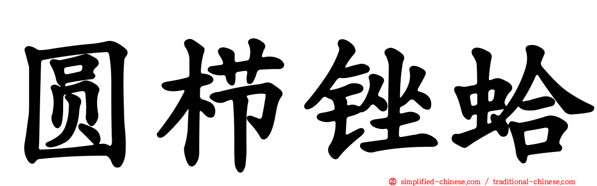 圆栉锉蛤