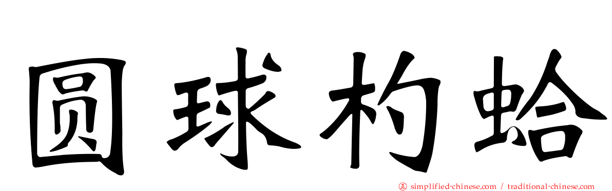 圆球杓蛤