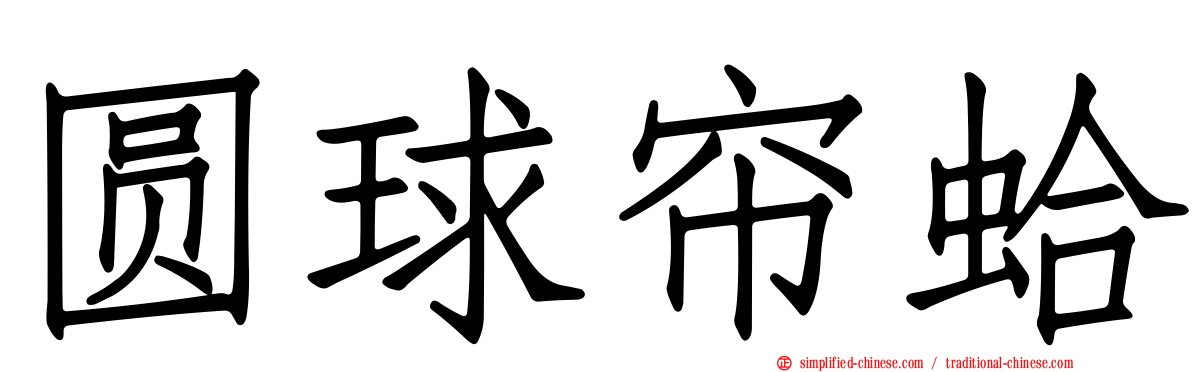 圆球帘蛤