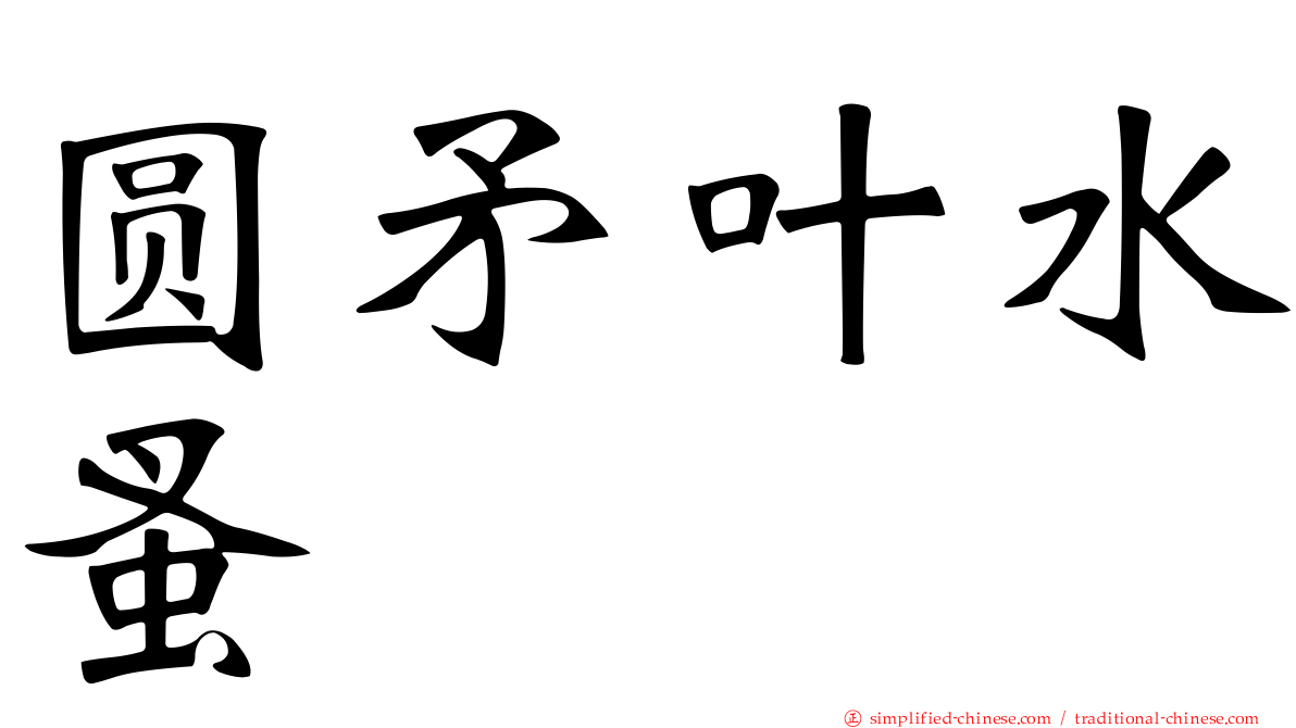 圆矛叶水蚤