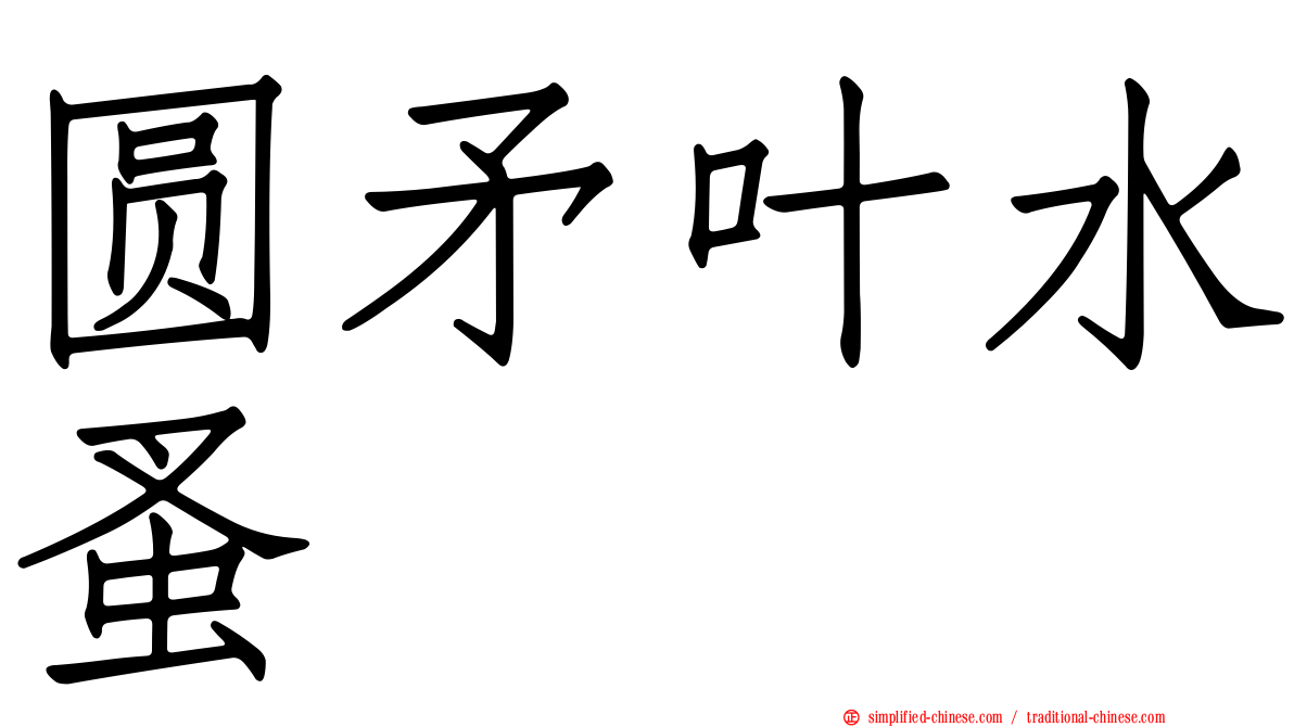 圆矛叶水蚤