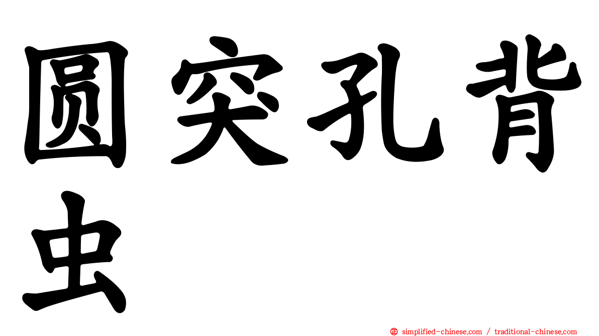 圆突孔背虫