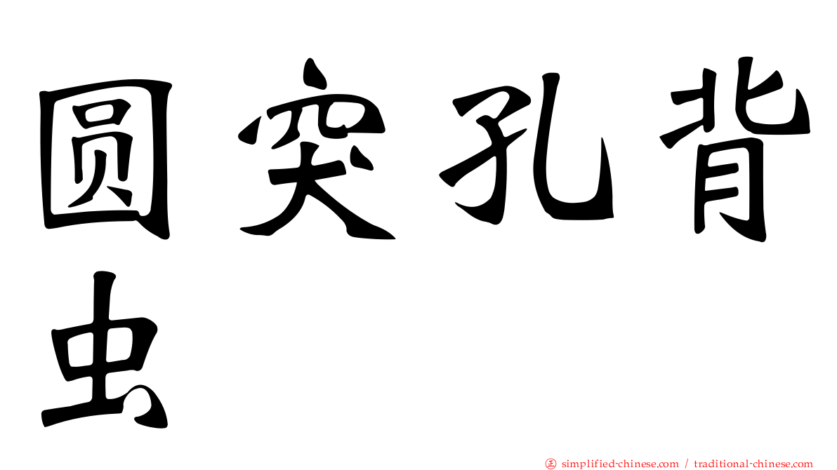 圆突孔背虫