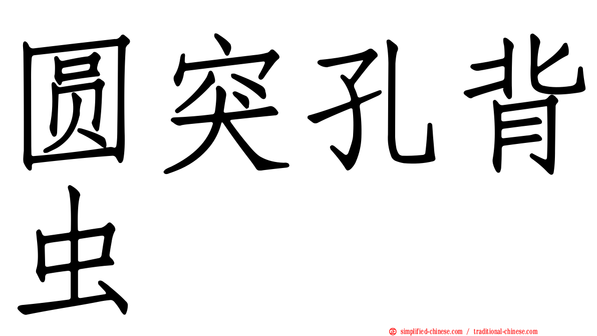圆突孔背虫