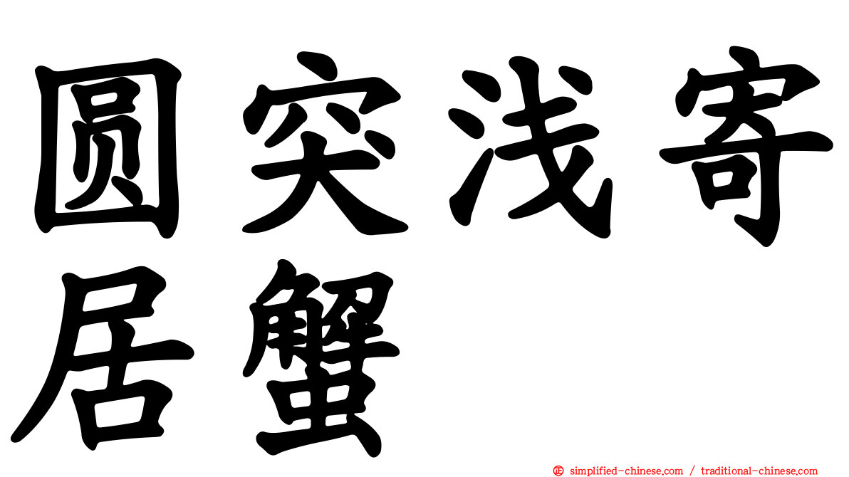圆突浅寄居蟹