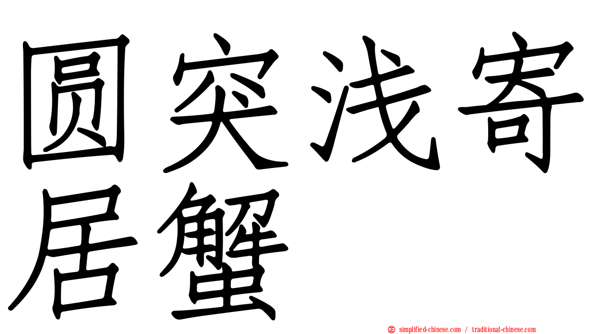 圆突浅寄居蟹