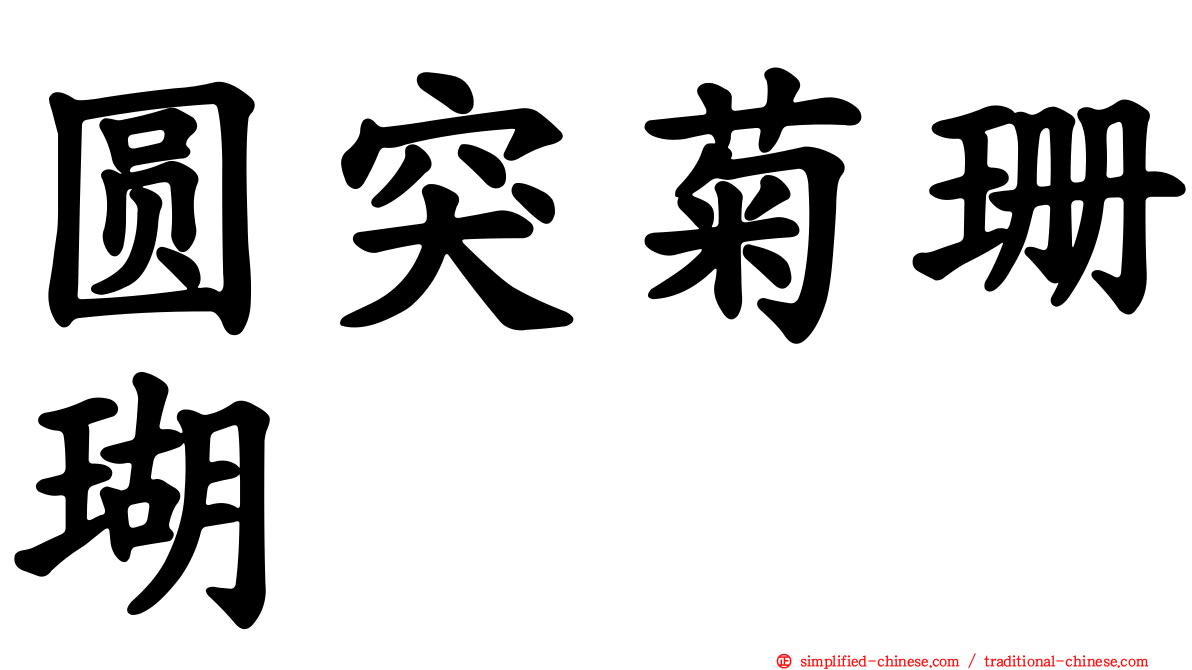 圆突菊珊瑚
