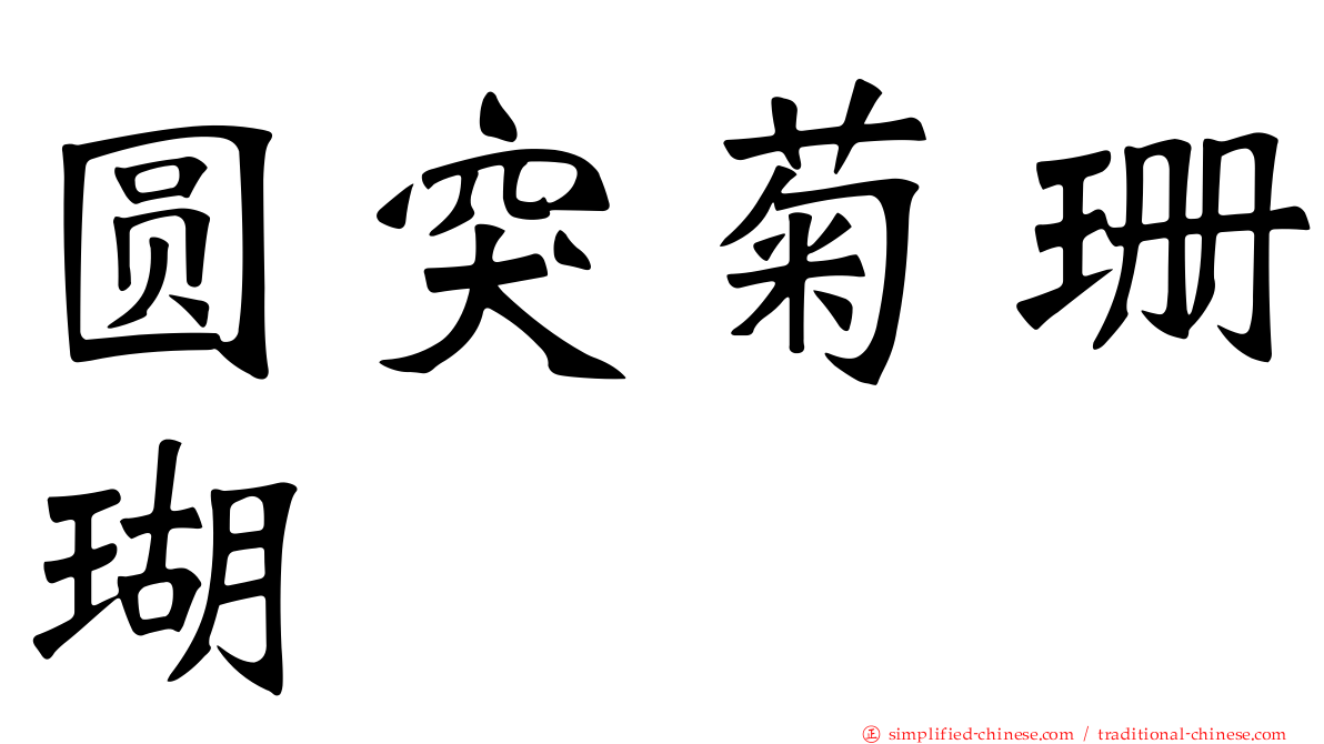 圆突菊珊瑚