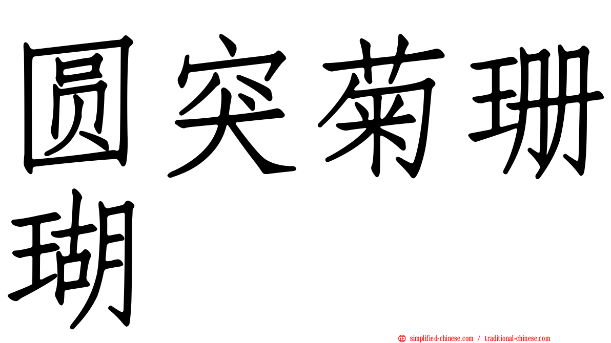圆突菊珊瑚