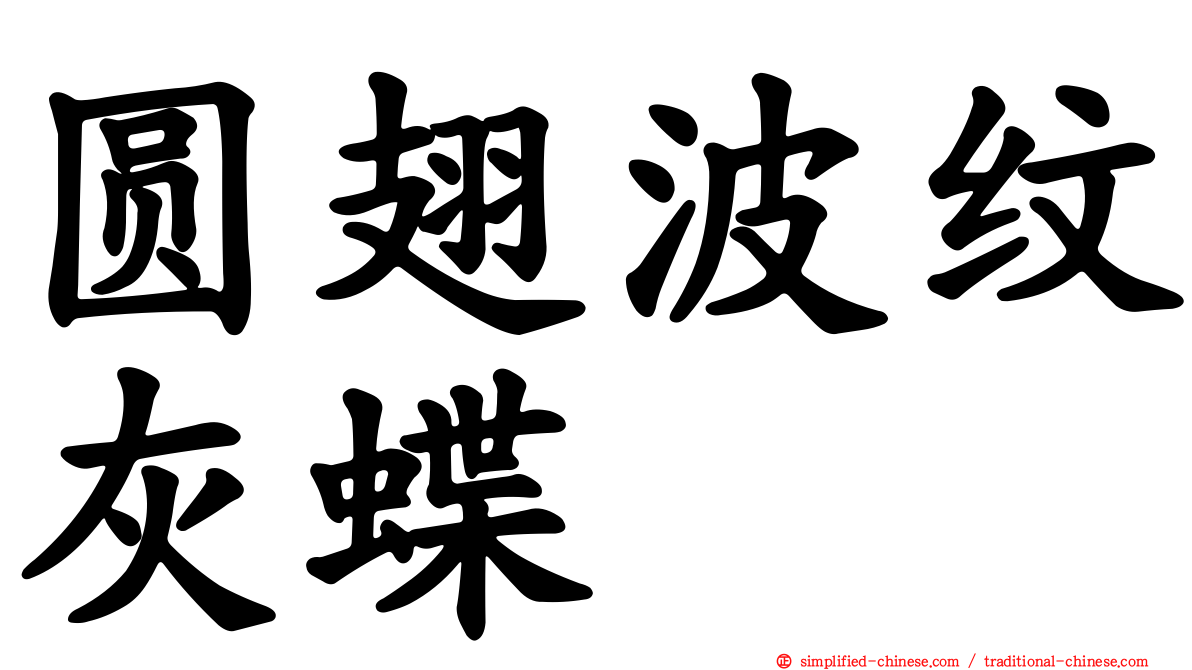 圆翅波纹灰蝶