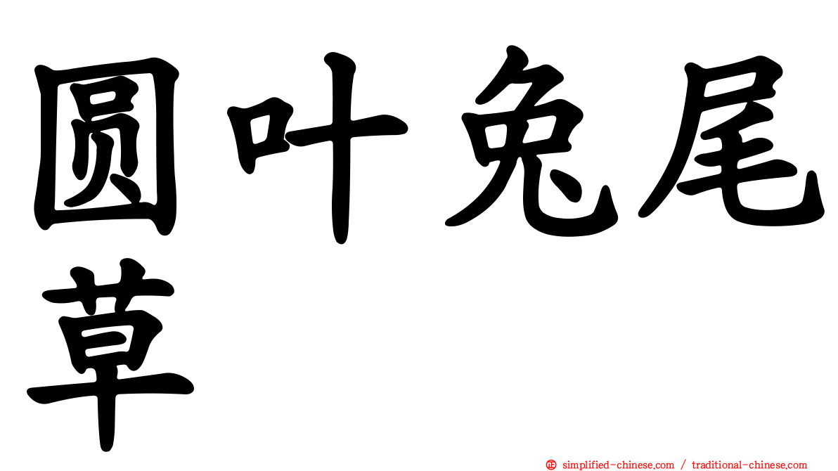 圆叶兔尾草